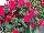 SunPatiens® Impatiens Spreading Carmine Red 