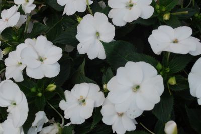 Sakata Ornamentals: SunPatiens® Impatiens Compact White IMP 