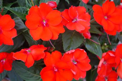 Sakata Ornamentals: SunPatiens® Impatiens Compact Electric Orange 