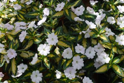 Sakata Ornamentals: SunPatiens® Impatiens Spreading White V/L 