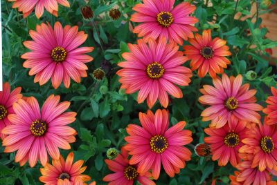 Cape Daisy™ Osteospermum Fireburst 