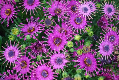 Cape Daisy™ Osteospermum Purple 