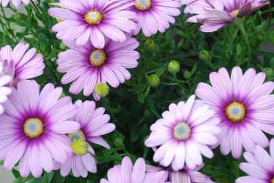 Cape Daisy™ Osteospermum Purple Illusion 