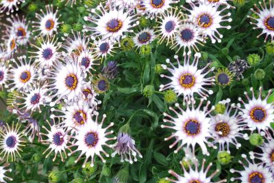 Cape Daisy™ Osteospermum White 