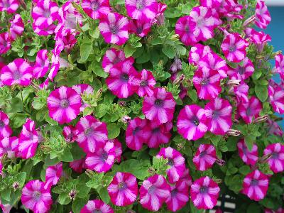 Mini Blast Petunia Rose 