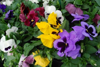 Majestic Giants II Pansy SAI Basic Mix 