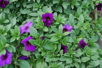 SuperCal&reg; Petchoa Blue