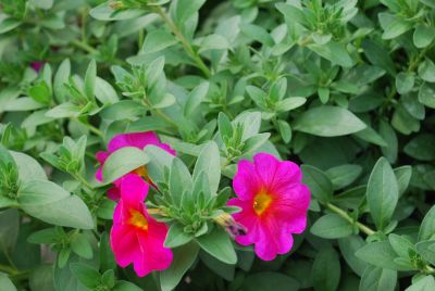 SuperCal&reg; Petchoa Neon Rose