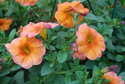 SuperCal&reg; Petchoa Terracotta