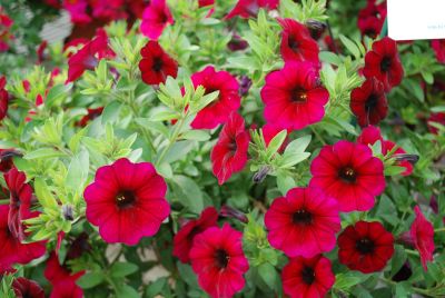 SuperCal&reg; Petchoa Velvet