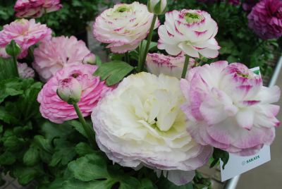 Bloomingdale Ranunculus Blue Bicolour 