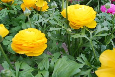 Bloomingdale Ranunculus Golden Shades