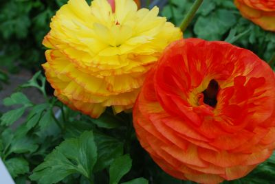 Bloomingdale Ranunculus Orange Bicolor Improved 