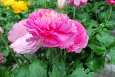 Bloomingdale Ranunculus Pink Shades 