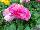 Bloomingdale Ranunculus Pink Shades 
