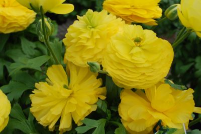 Bloomingdale Ranunculus Pure Yellow 