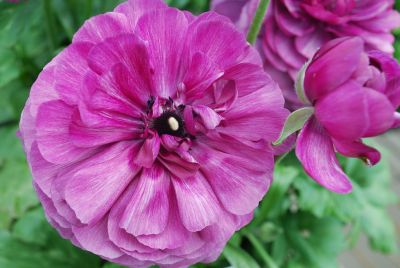 Bloomingdale Ranunculus Purple Shades 