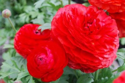 Bloomingdale Ranunculus Red Shades 