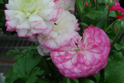 Bloomingdale Ranunculus Rose Pink Bicolour 