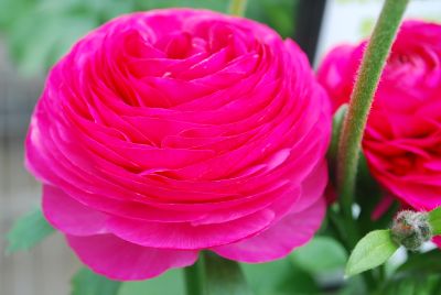 Bloomingdale Ranunculus Rose Shades 