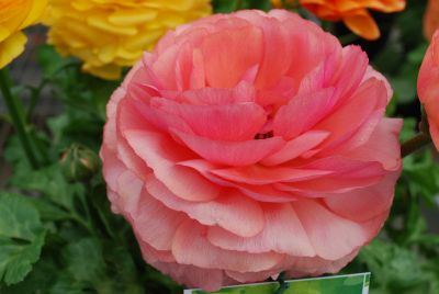 Bloomingdale Ranunculus Tangerine 