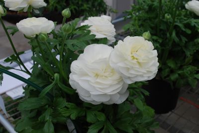 Bloomingdale Ranunculus White Shades 