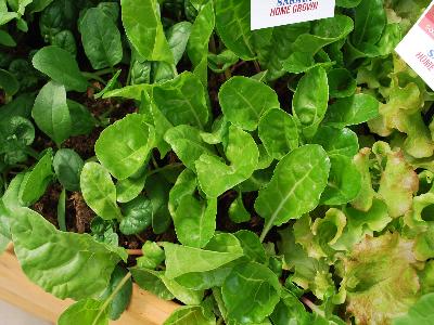  Swiss Chard Peppermint 