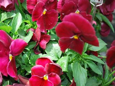 Sakata Ornamentals: Grandio Viola Clear Rose 