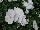 Grandio Viola Clear White 