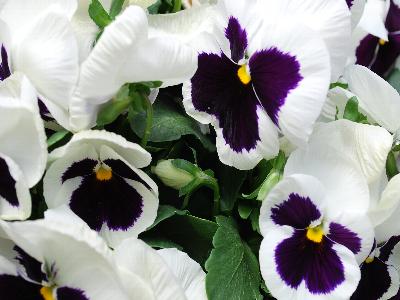 Sakata Ornamentals: Grandio Viola White with Blotch 