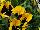 Grandio Viola Yellow with Blotch 