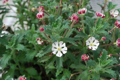 Zaluzianskya  'Star Balsam'