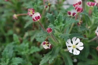  Zaluzianskya ovata Star Balsam 