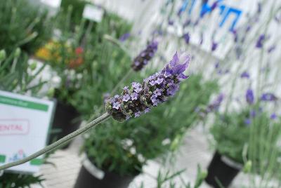 Lavandula  'Evermore Blue'