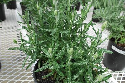  Lavandula dentata Evermore Blue 