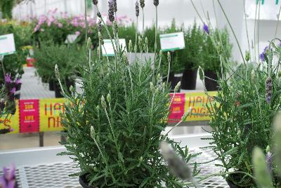 Lavandula  'Evermore Blue'