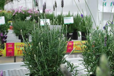  Lavandula dentata Evermore Blue 