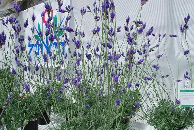 Lavandula  'Pinnata'