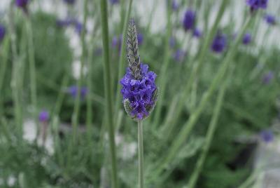  Lavandula Pinnata 