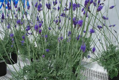 Lavandula  'Pinnata'