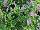 Hishtil Nurseries: Calamintha grandiflora 'Variegata' 