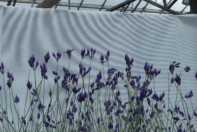 Lavandula  'Pinnata'