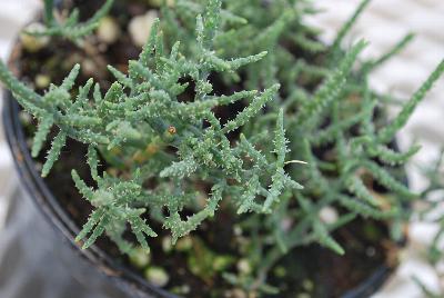  Salicornia europaea 