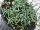 Hishtil Nurseries: Salicornia europaea '' 