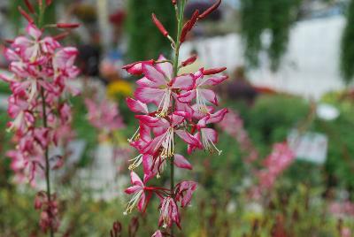 Gaura  'Freefolk Rosy'