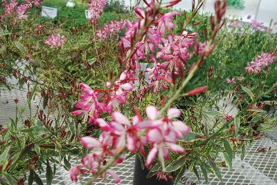 Gaura  'Freefolk Rosy'