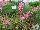 Hishtil Nurseries: Gaura  'Freefolk Rosy' 