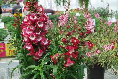 Penstemon Pentastic™ 'Red'