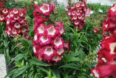 Pentastic™ Penstemon Red 