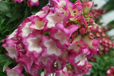 Pentastic™ Penstemon Pink 